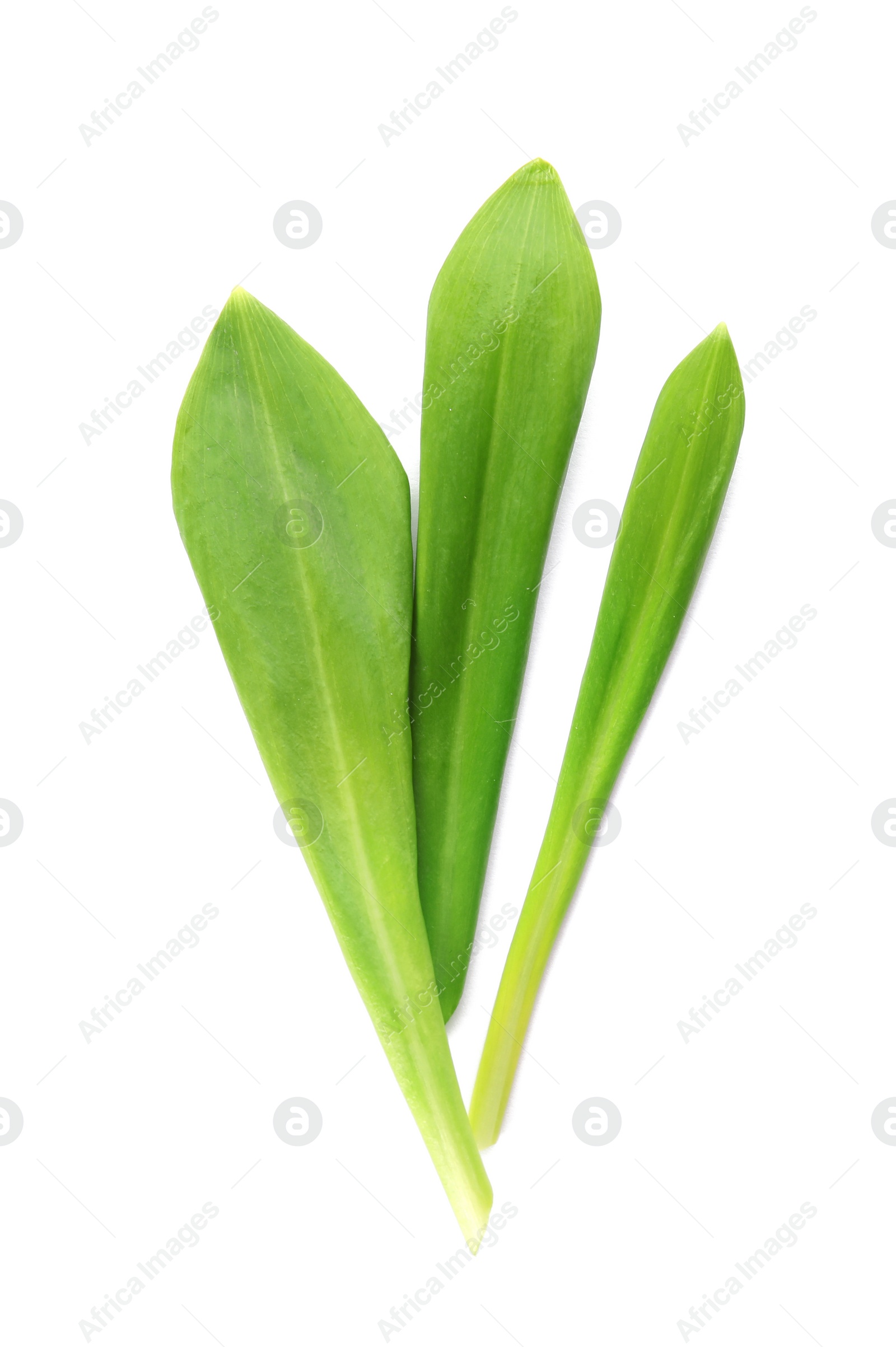 Photo of Leaves of wild garlic or ramson isolated on white, top view