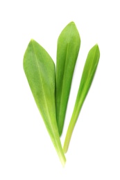 Photo of Leaves of wild garlic or ramson isolated on white, top view