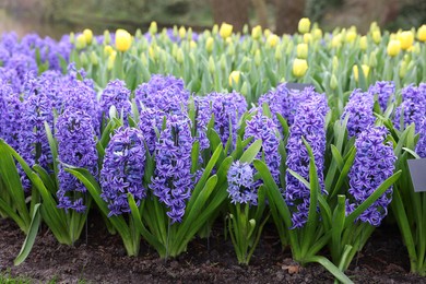 Photo of Beautiful hyacinth and tulip flowers growing outdoors