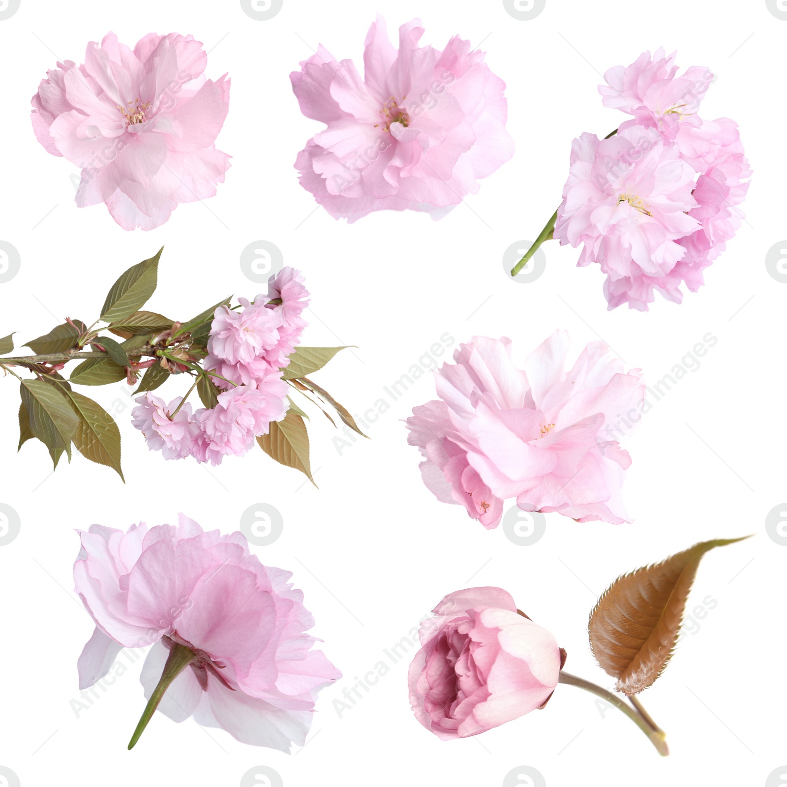 Image of Set of beautiful sakura blossoms on white background. Spring season