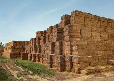 Photo of Many cereal hay bales outdoors. Agriculture industry