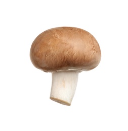 Photo of Fresh wild champignon mushroom isolated on white