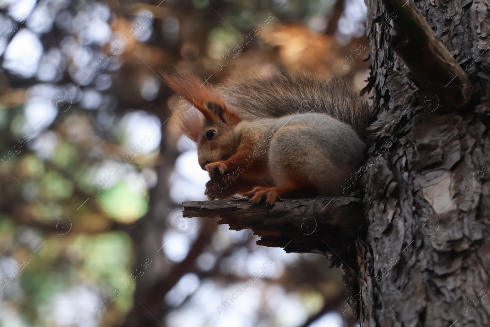 Photo of Cute red squirrel eating nut on tree in forest