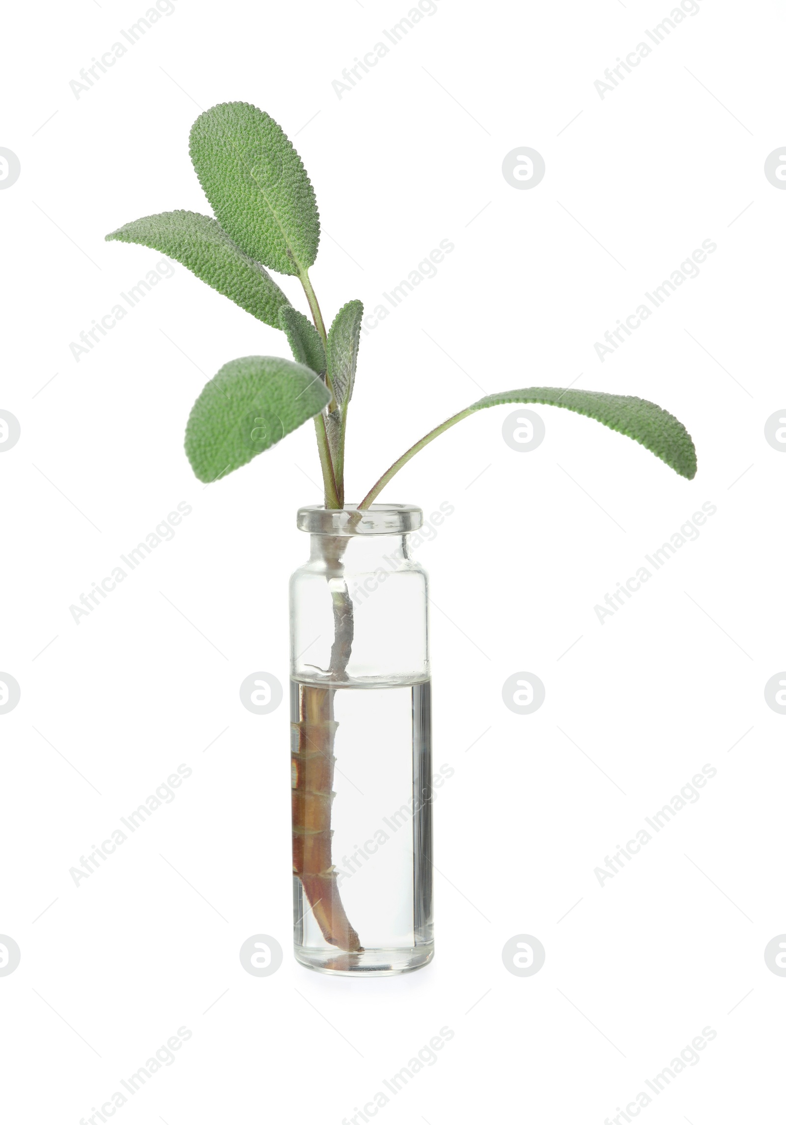 Photo of Bottle with essential oil and sage isolated on white