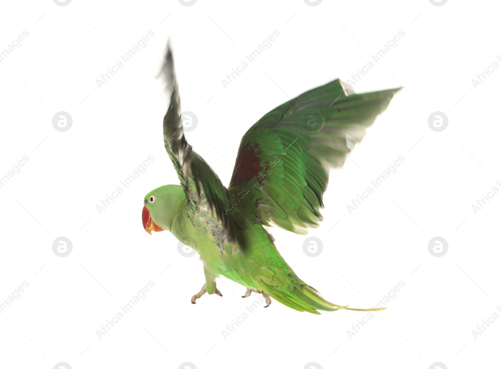 Photo of Beautiful Alexandrine parakeet flying isolated on white