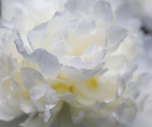 Closeup view of beautiful blooming white peony