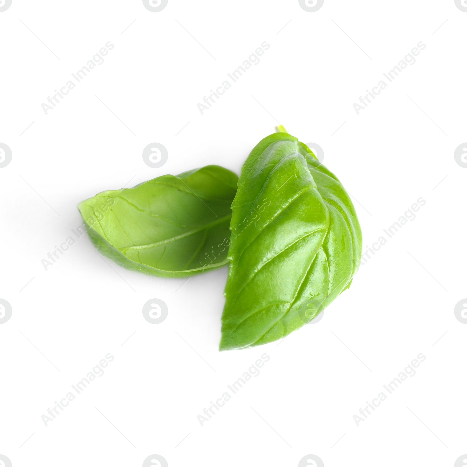 Photo of Fresh green basil leaves isolated on white