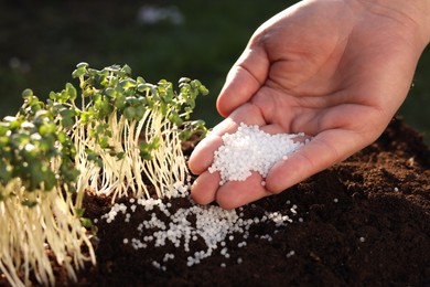 Man fertilizing soil with growing young microgreens outdoors, closeup