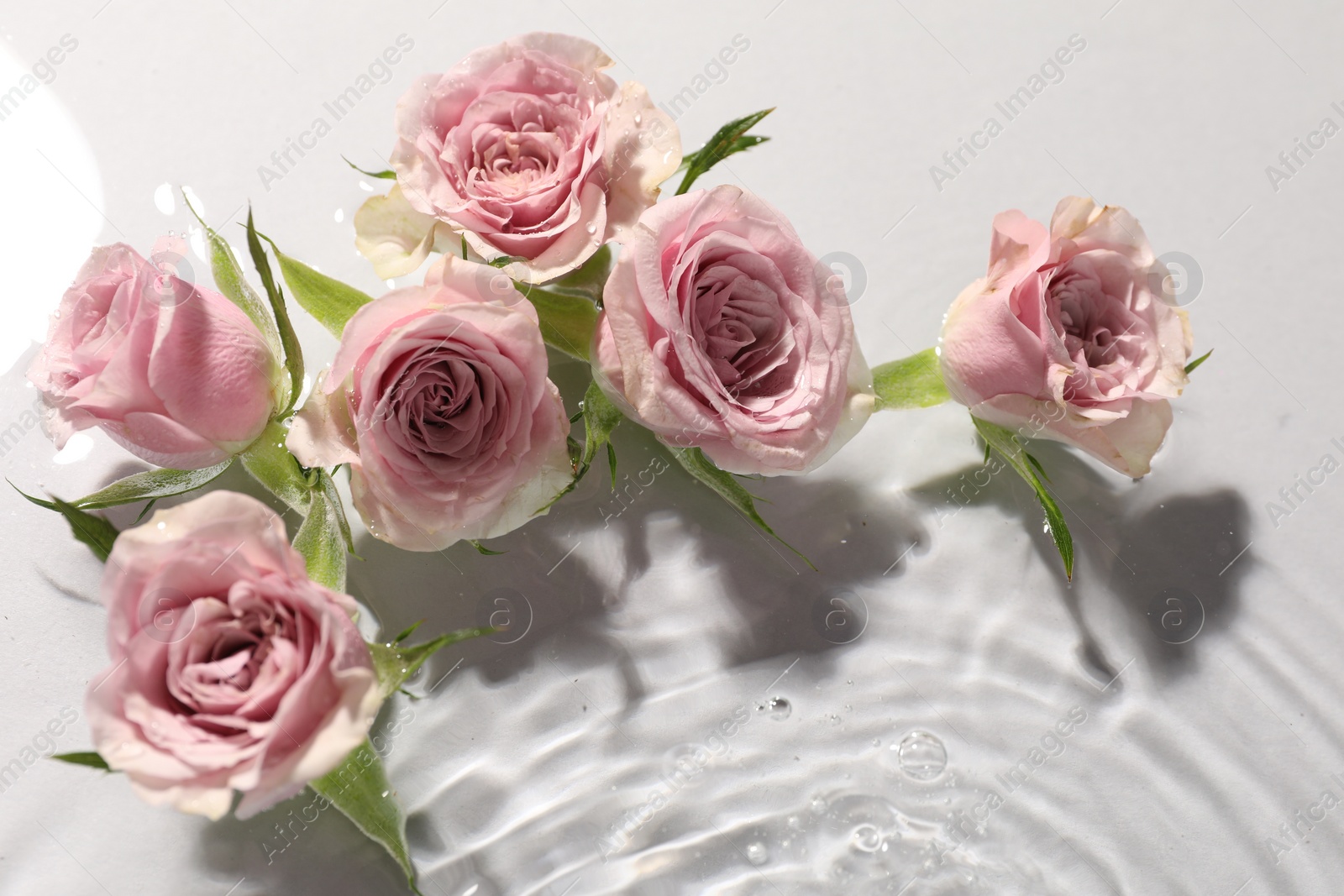 Photo of Beautiful roses in water on white background