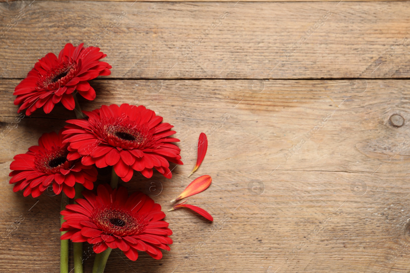 Photo of Beautiful bright gerbera flowers on wooden background, flat lay. Space for text