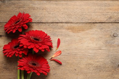 Beautiful bright gerbera flowers on wooden background, flat lay. Space for text