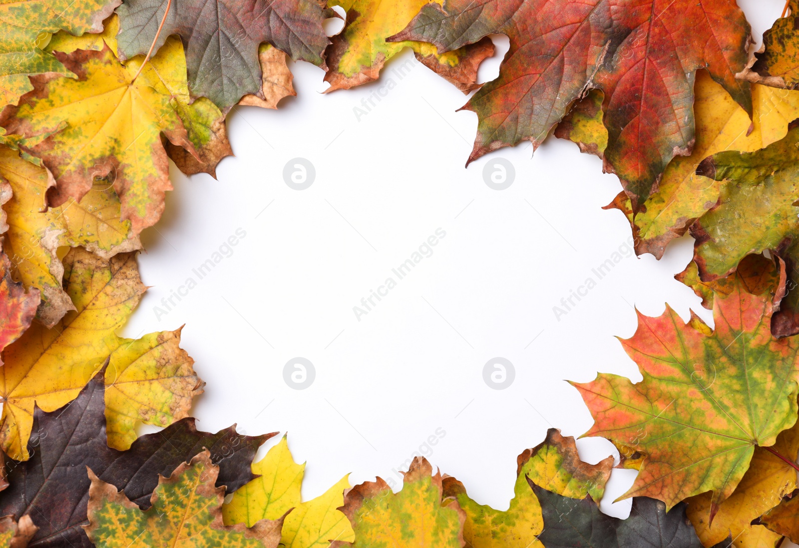 Photo of Frame made of autumn leaves on white background, top view. Space for text