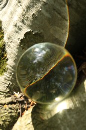Photo of Tree stump outdoors, overturned reflection. Crystal ball in forest