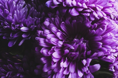 Photo of Beautiful purple asters as background, closeup. Autumn flowers