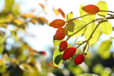 Rose hip bush with ripe red berries in garden, closeup