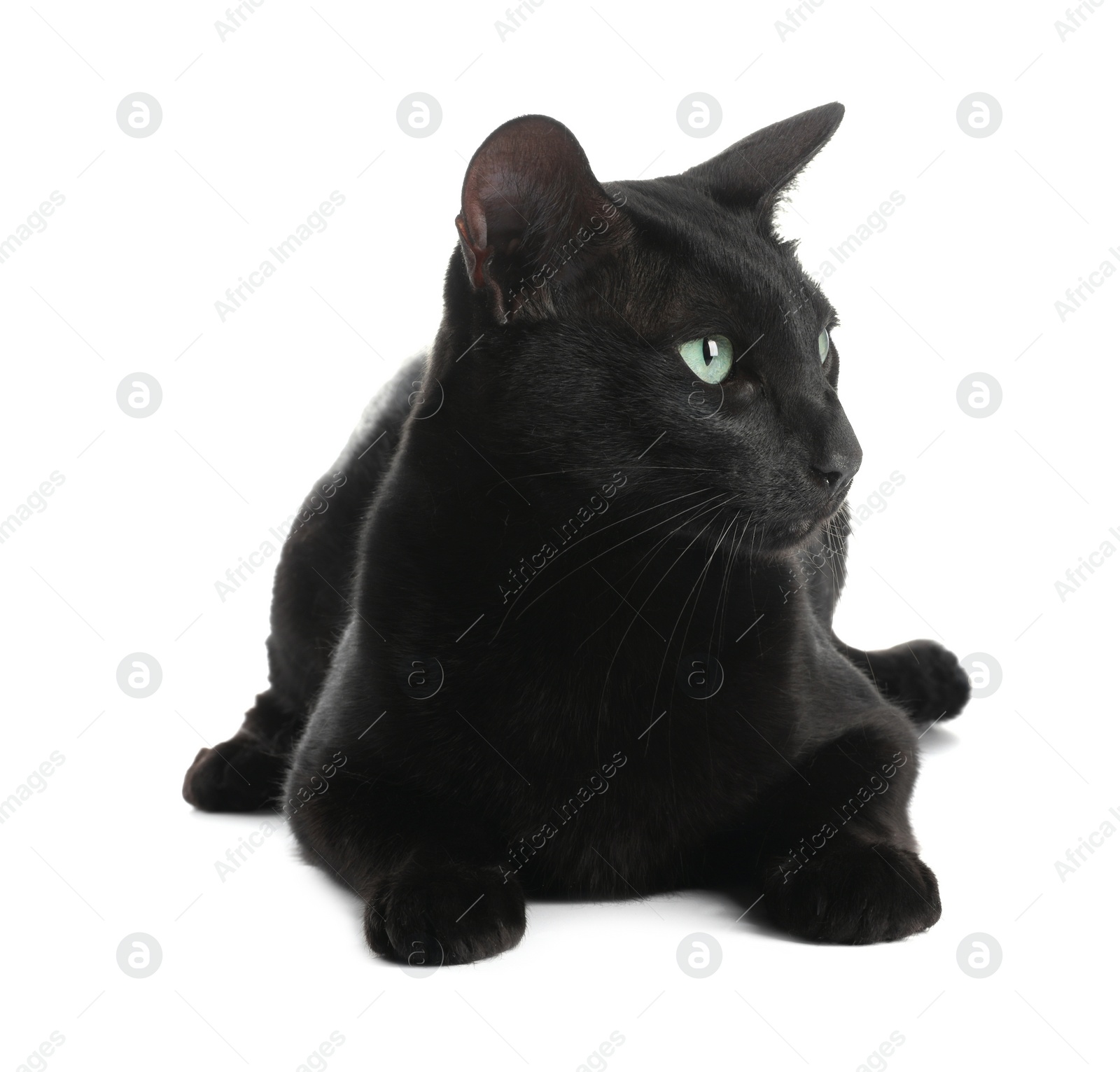 Photo of Adorable black cat with green eyes on white background. Lovely pet