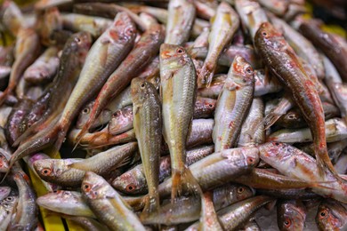 Photo of Many raw red mullet fish as background, closeup