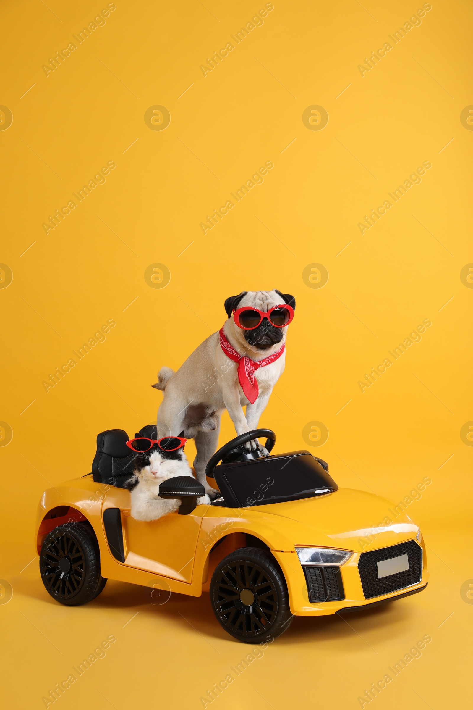 Photo of Funny pug dog and cat with sunglasses in toy car on yellow background