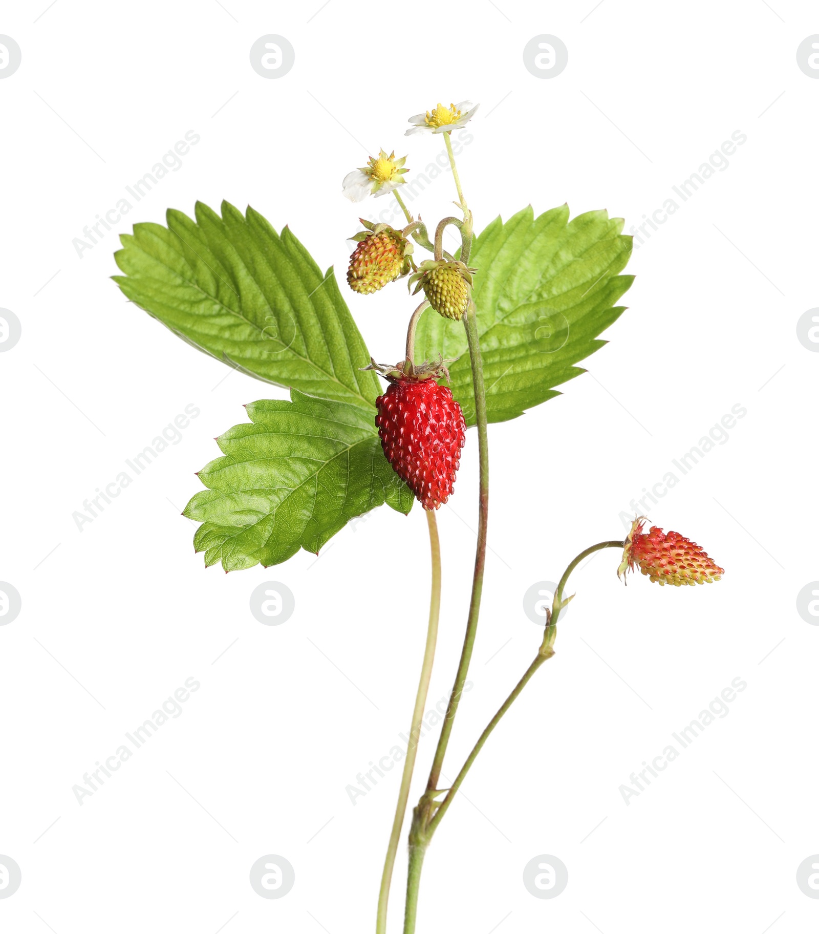 Photo of Stems of wild strawberry with berries, green leaves and flowers isolated on white