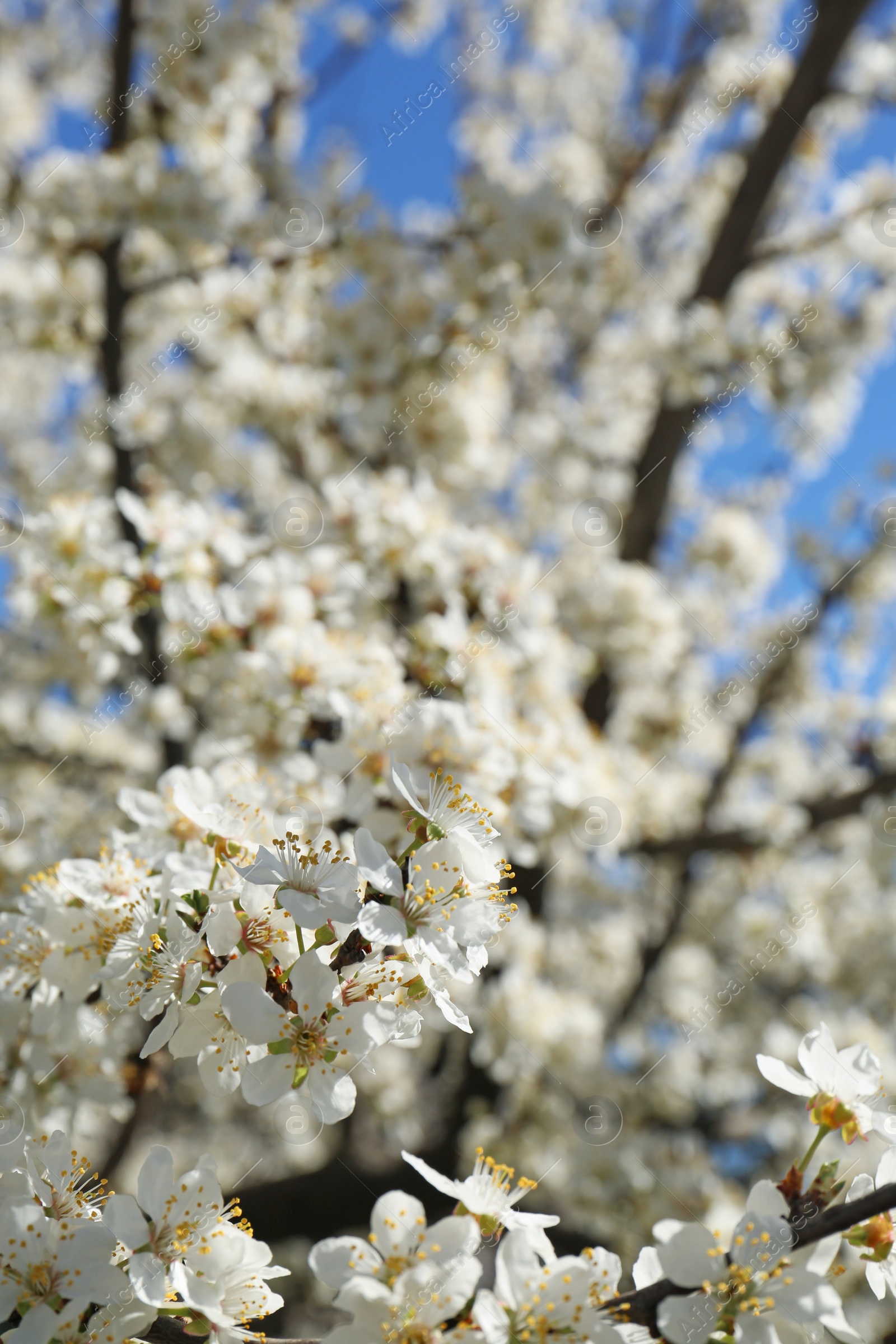 Photo of Beautiful cherry tree with white blossoms outdoors, closeup