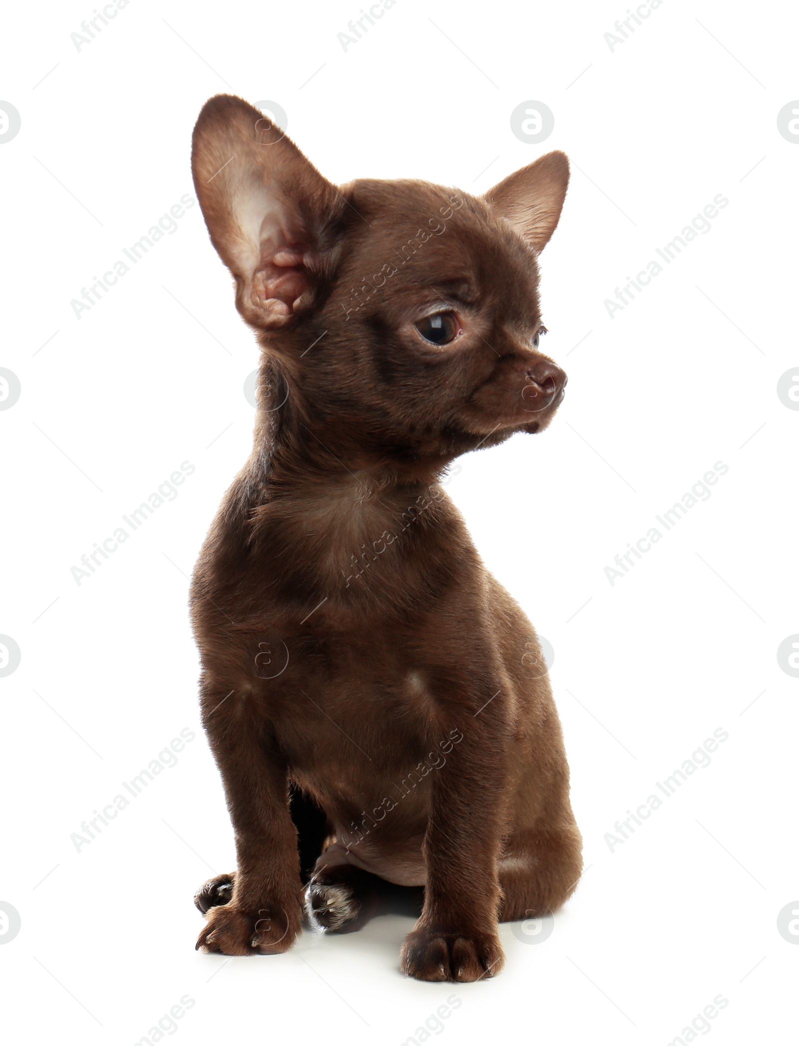 Photo of Cute small Chihuahua dog on white background