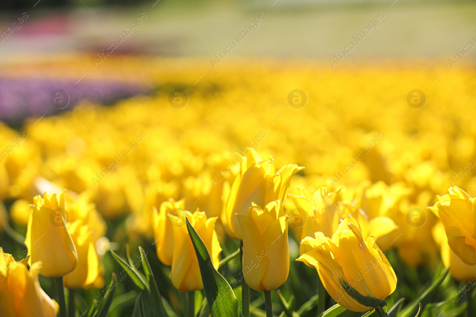 Photo of Beautiful view of field with blossoming tulips on sunny day