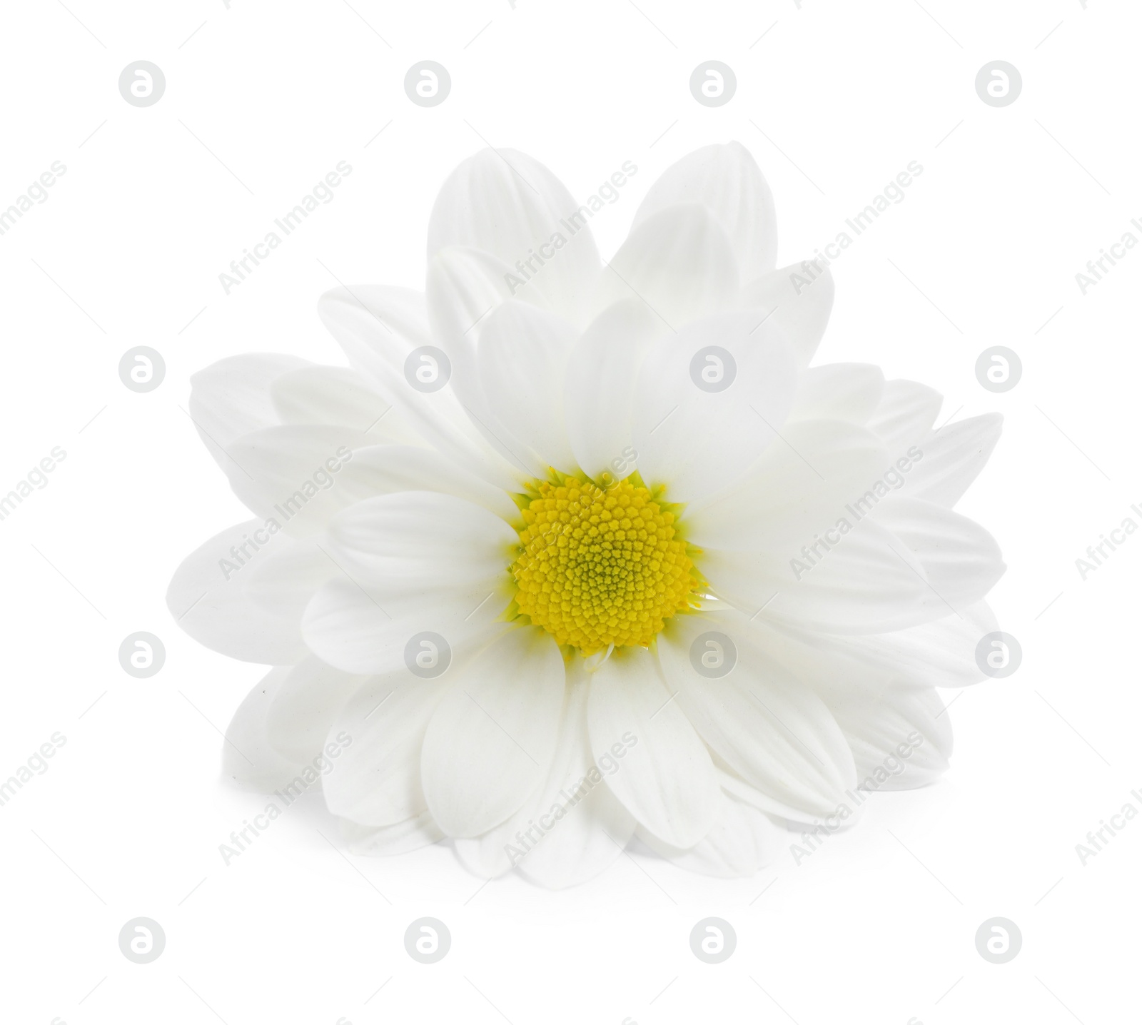 Photo of Beautiful fresh chamomile flower on white background