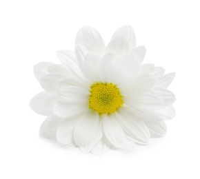 Photo of Beautiful fresh chamomile flower on white background