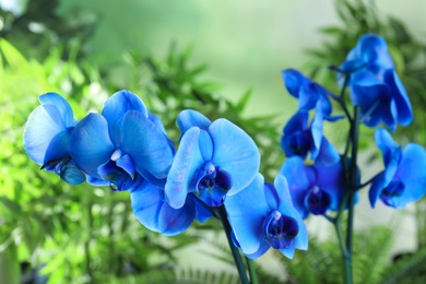 Beautiful tropical orchid flowers on blurred background