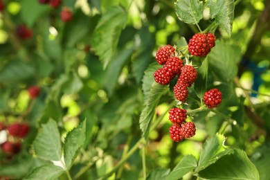 Photo of Unripe blackberries growing on bush outdoors, closeup