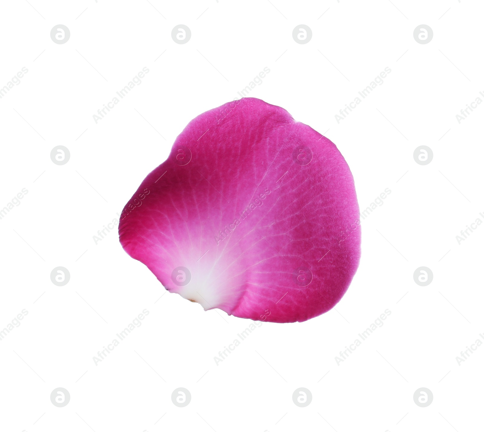 Photo of Pink rose flower petal on white background