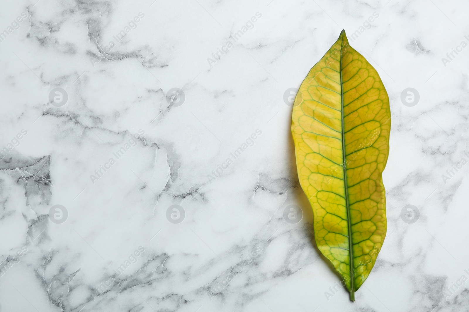 Photo of Leaf of tropical codiaeum plant on marble background, top view