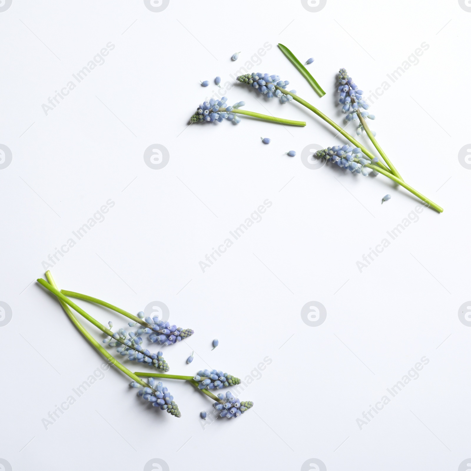 Photo of Frame made of spring muscari flowers on white background, top view with space for text