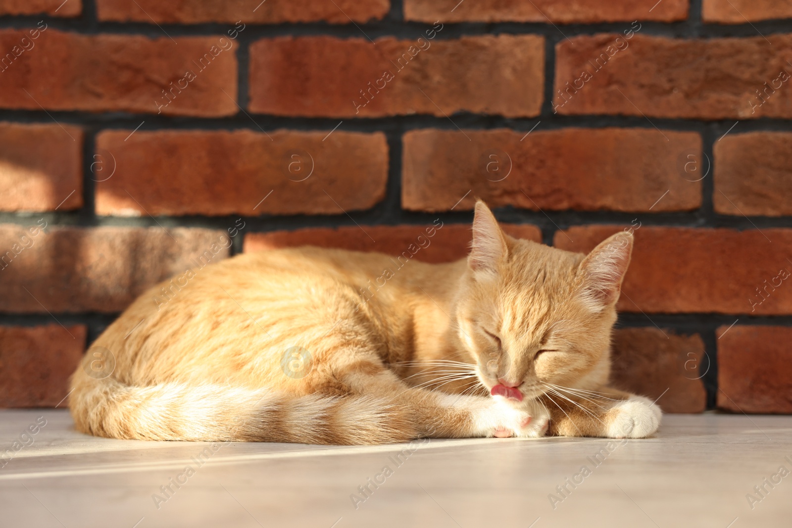 Photo of Cute ginger cat lying on floor near brick wall at home