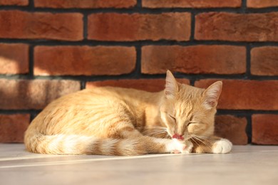 Cute ginger cat lying on floor near brick wall at home