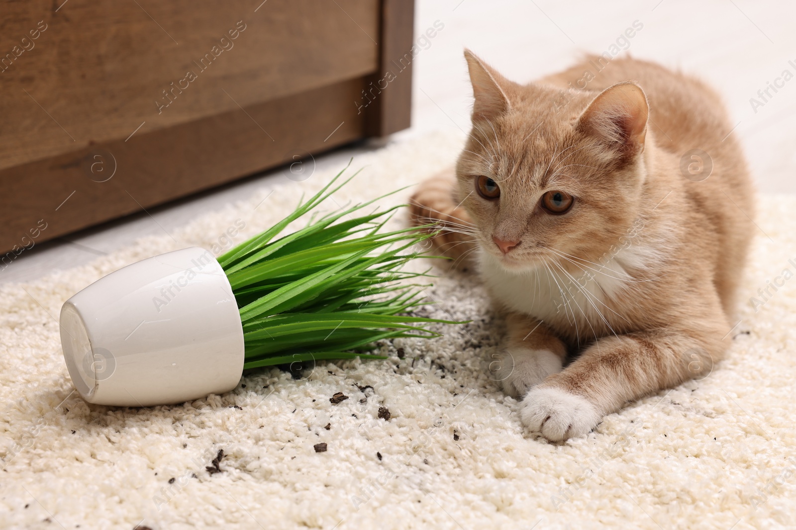 Photo of Cute ginger cat near overturned houseplant on carpet at home