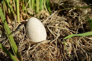 Photo of Nest with turkey egg hidden in grass, closeup