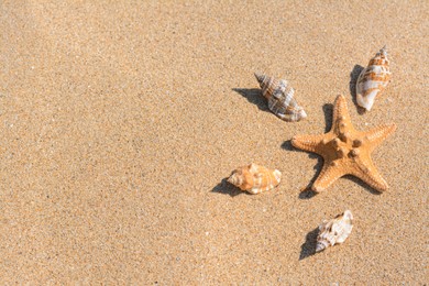 Photo of Beautiful starfish and sea shells on sandy beach, above view. Space for text