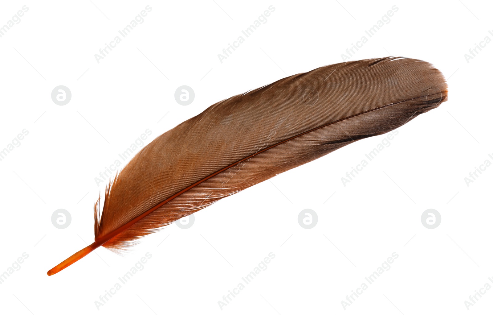 Photo of Beautiful orange bird feather isolated on white