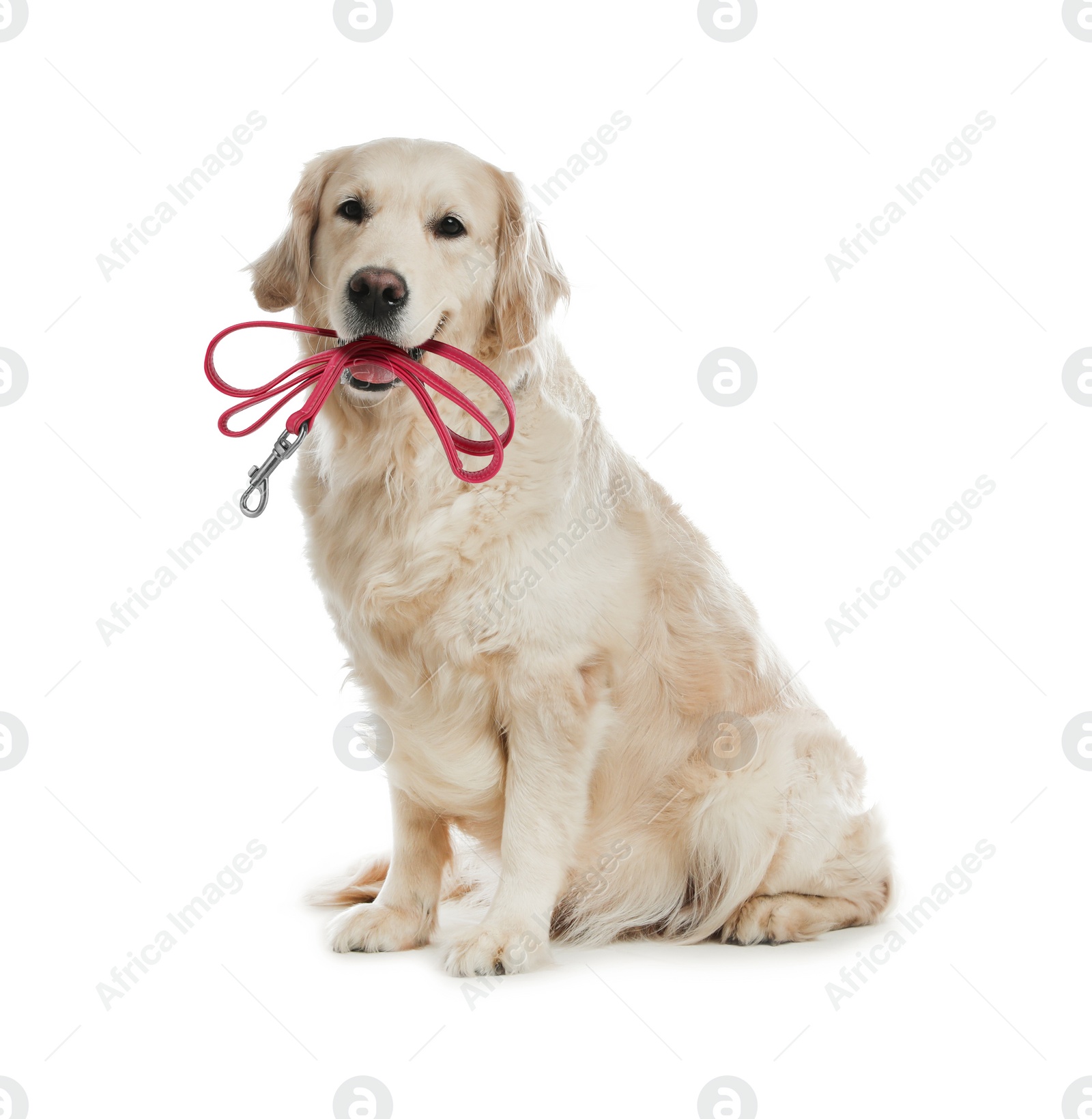 Image of Adorable Golden Retriever dog holding leash in mouth on white background