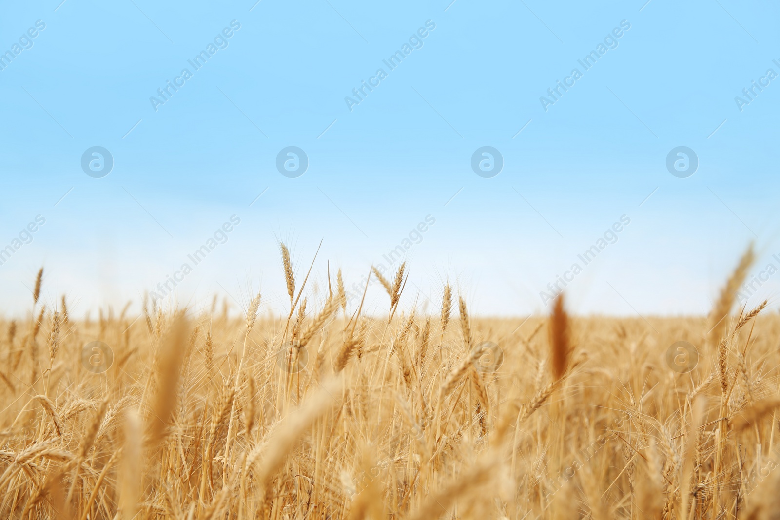 Photo of Wheat grain field on sunny day. Cereal farming
