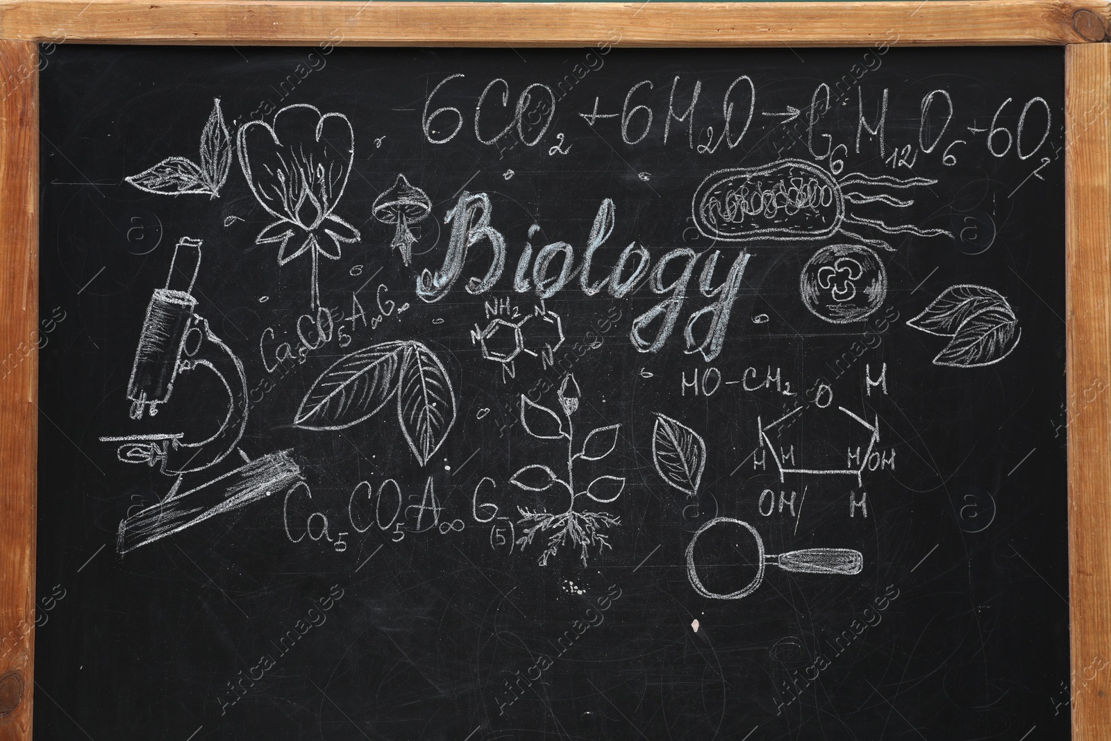 Photo of Word Biology and different pictures drawn on blackboard