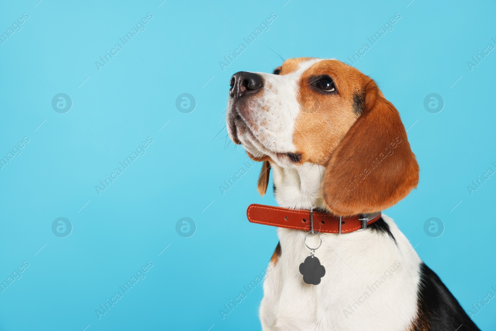 Photo of Adorable Beagle dog in stylish collar on light blue background. Space for text