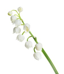 Photo of Beautiful lily of the valley flower on white background