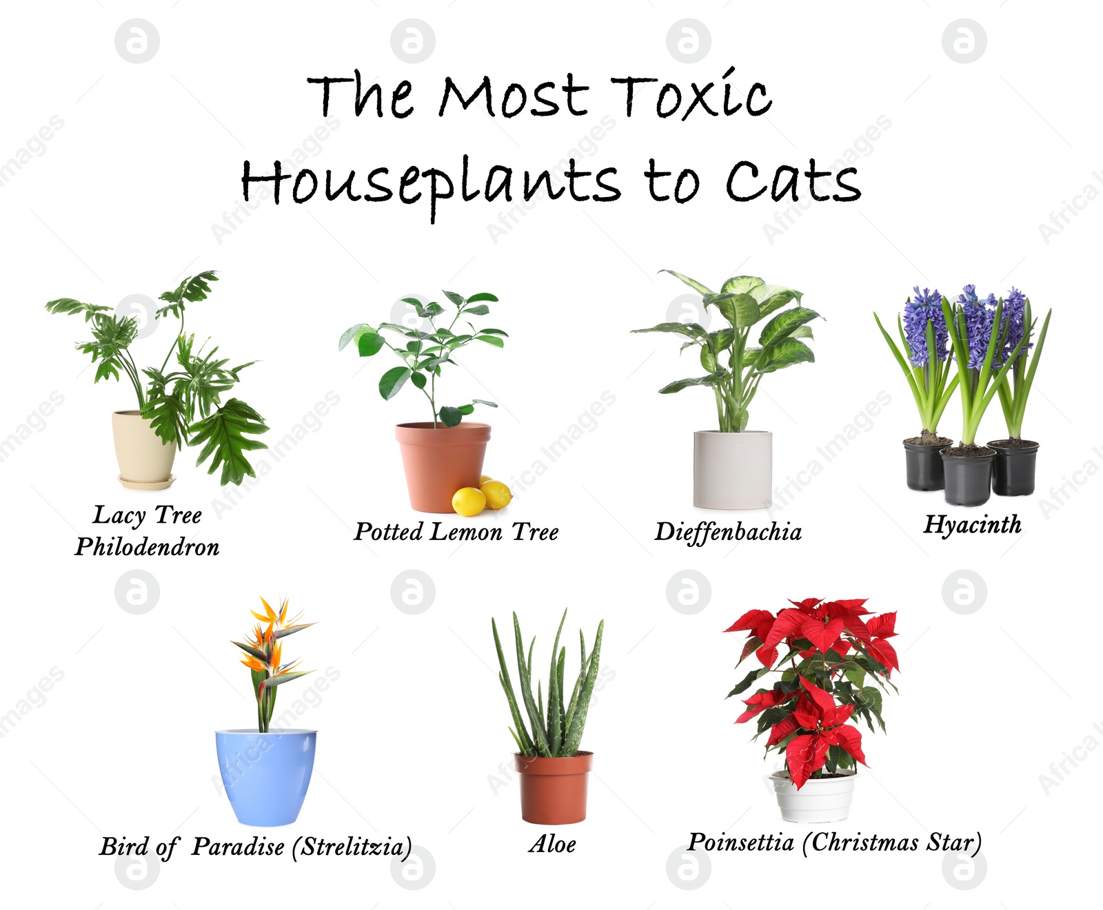 Image of Set of house plants poisonous to cats on white background