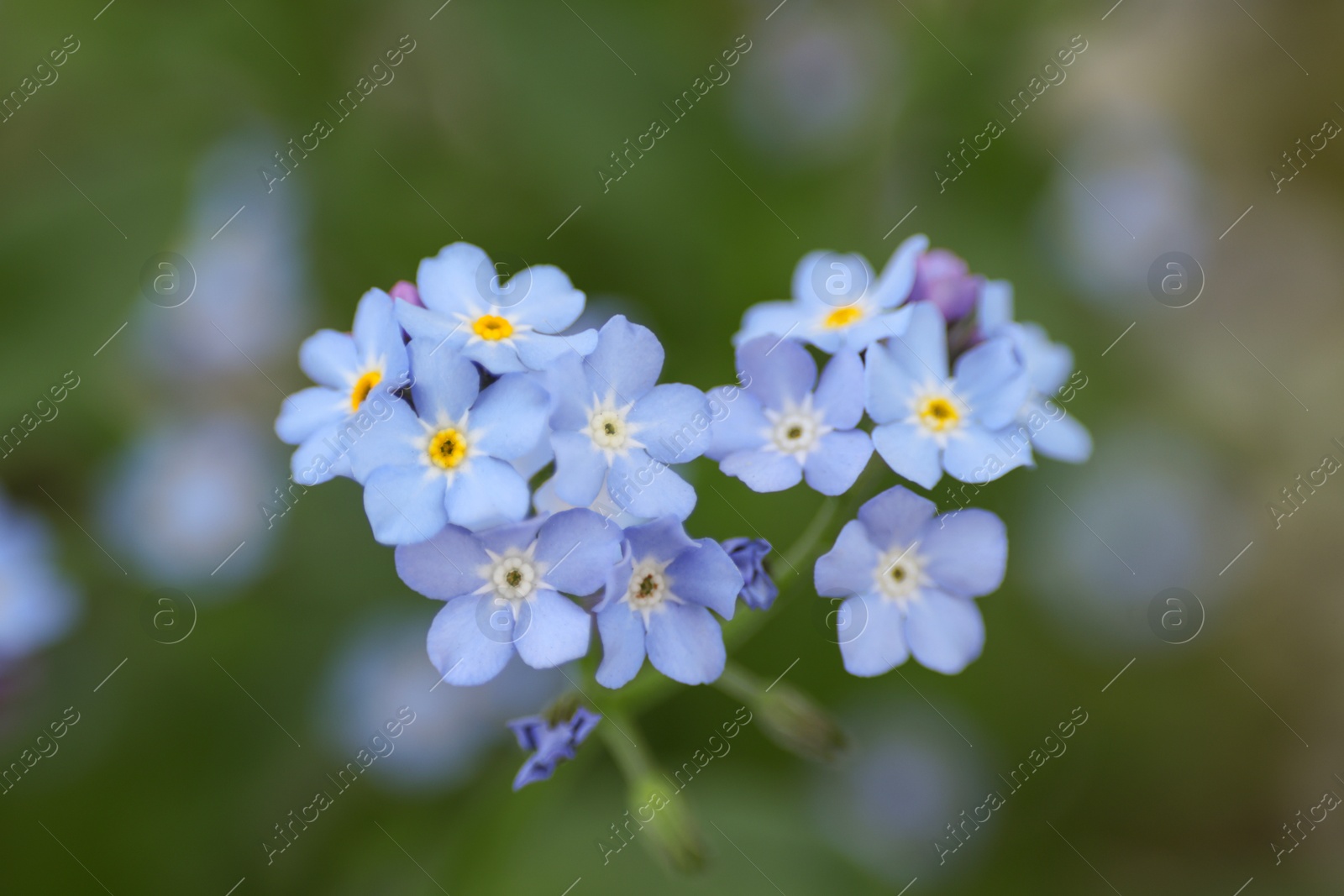 Photo of Beautiful forget-me-not flowers growing outdoors, closeup. Spring season