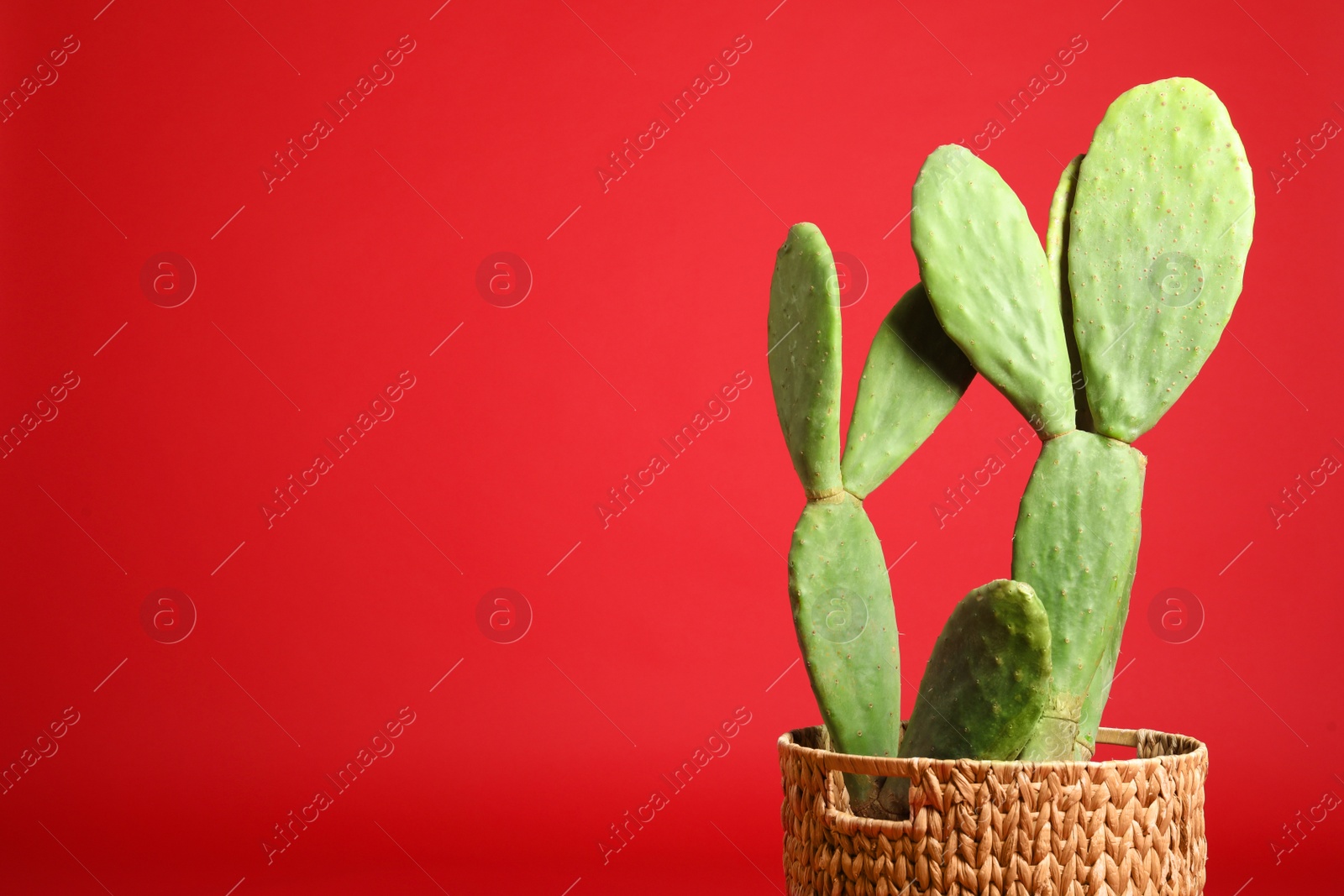 Photo of Beautiful cactus on red background, space for text. Tropical plant