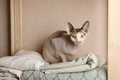 Photo of Cute Sphynx cat on wooden shelf near beige wall indoors