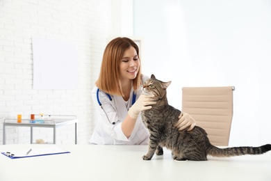 Photo of Professional veterinarian examining cute cat in clinic