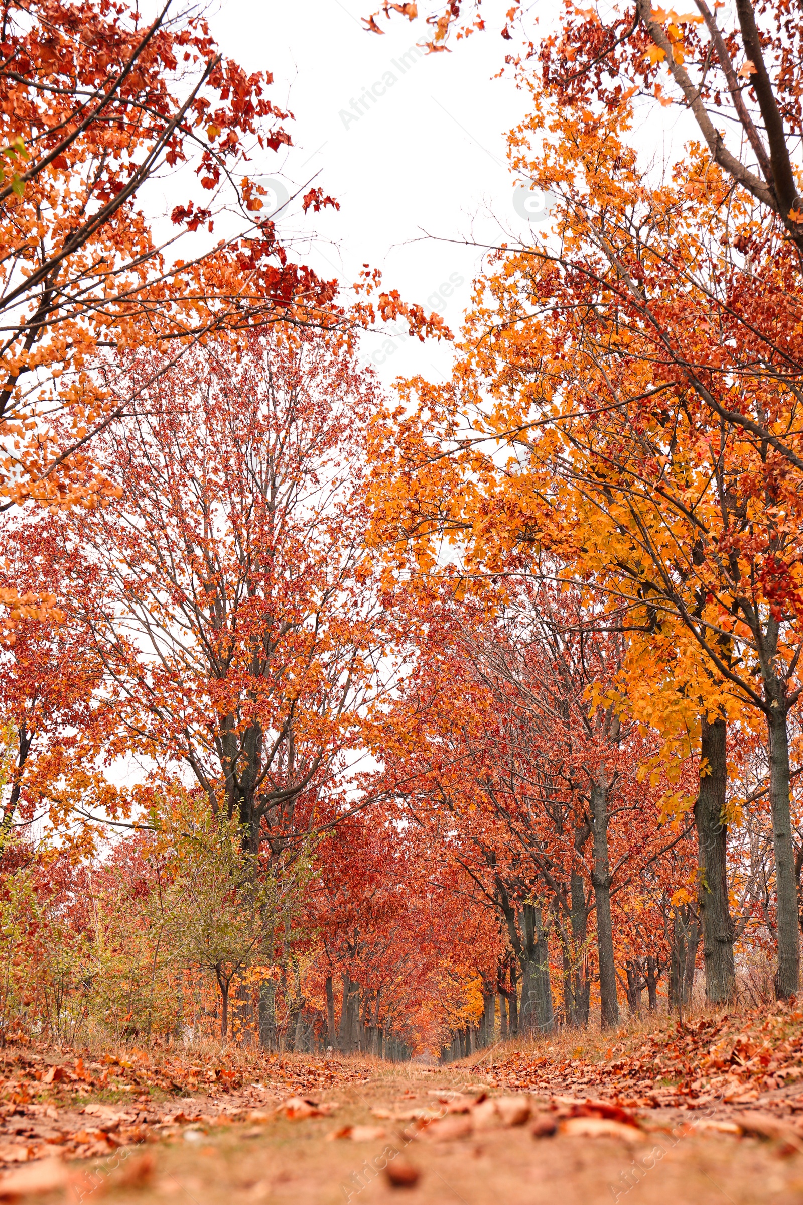 Photo of Beautiful view of park with trees and road on autumn day